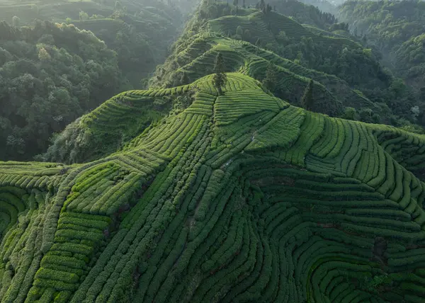 Çin 'deki güzel çay hasadı teras manzarasının havadan görüntüsü.