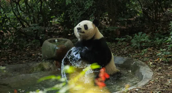 Suyun içinde serinleyen sevimli dev panda.