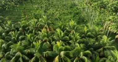Hindistan cevizi palmiyelerinin gündüz vakti gökyüzü görüntüsü 