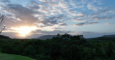 Hindistan cevizi ağaçlarının tarladaki hava görüntüleri.