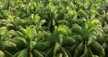 Hindistan cevizi palmiyelerinin gündüz vakti gökyüzü görüntüsü 