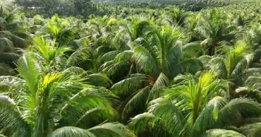 Hindistan cevizi palmiyelerinin gündüz vakti gökyüzü görüntüsü 