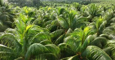 Hindistan cevizi palmiyelerinin gündüz vakti gökyüzü görüntüsü 