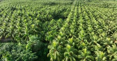 Hindistan cevizi palmiyelerinin gündüz vakti gökyüzü görüntüsü 