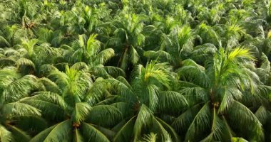 Hindistan cevizi palmiyelerinin gündüz vakti gökyüzü görüntüsü 