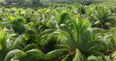 Hindistan cevizi palmiyelerinin gündüz vakti gökyüzü görüntüsü 