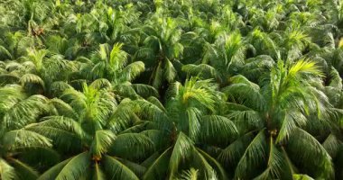 Hindistan cevizi palmiyelerinin gündüz vakti gökyüzü görüntüsü 