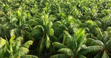 Hindistan cevizi palmiyelerinin gündüz vakti gökyüzü görüntüsü 