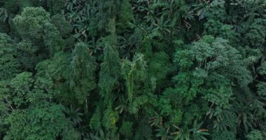 Dağlardaki güzel ağaçların, manzaranın havadan görünüşü