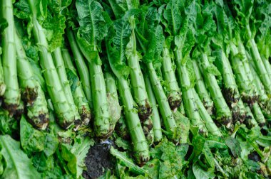 Sıraya dizilmiş taze yeşil hücre sapları