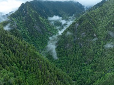 Güzel sisli orman dağ manzarası