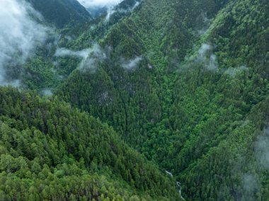 Güzel sisli orman dağ manzarası