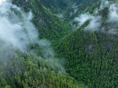 Güzel sisli orman dağ manzarası