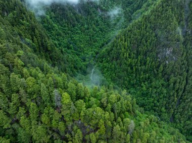 Güzel sisli orman dağ manzarası