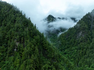 Güzel sisli orman dağ manzarası 