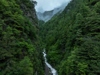 Güzel sisli orman dağ manzarası