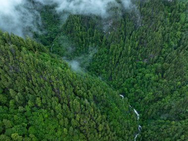 Güzel sisli orman dağ manzarası