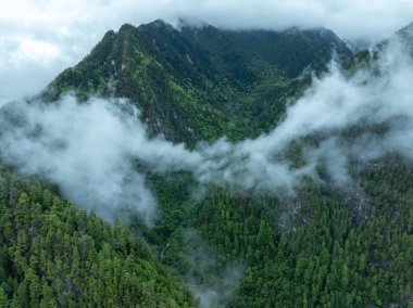 Güzel sisli orman dağ manzarası