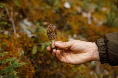 Ormanda yenebilir mantar topluyorum Morchella.