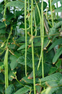 Bezelye bitkileri sebze tarlasında büyüyor