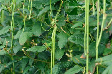 Bezelye bitkileri sebze tarlasında büyüyor