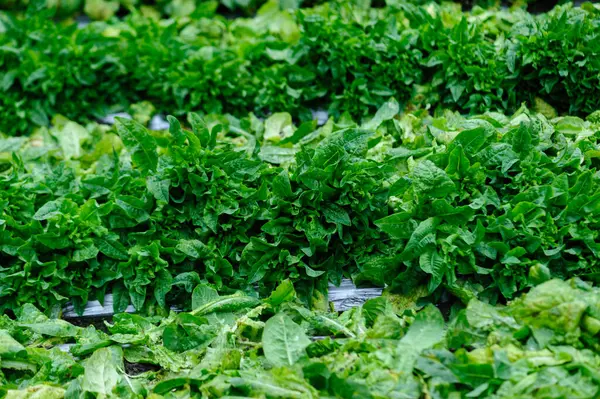 Yeşil kök, tarlada marul hasadı.