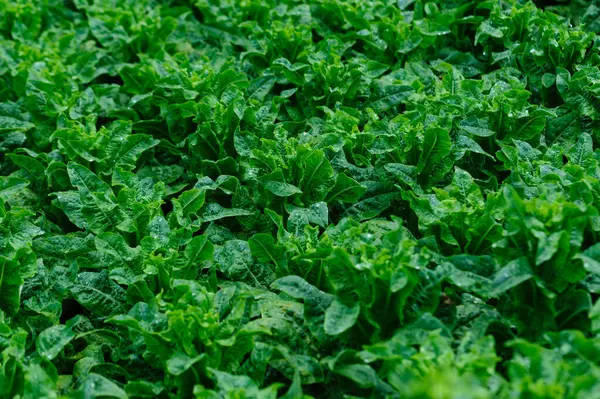 Yeşil saplı marul tarlada.