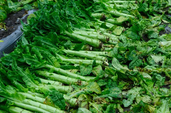 Yeşil kök, tarlada marul hasadı.