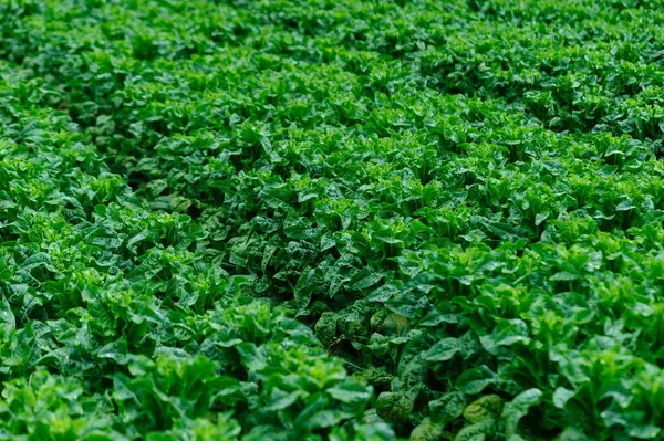 Yeşil saplı marul tarlada.