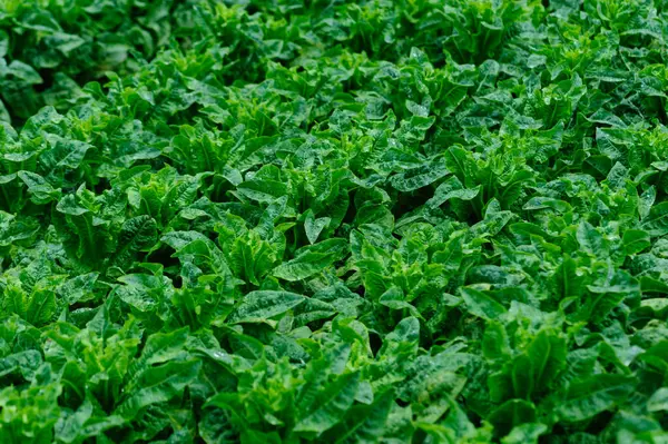 Yeşil saplı marul tarlada.