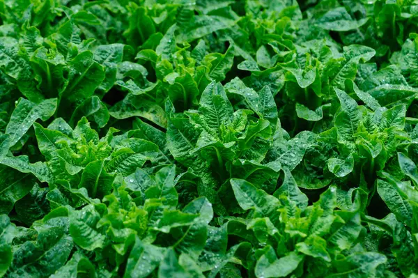 Yeşil saplı marul tarlada.