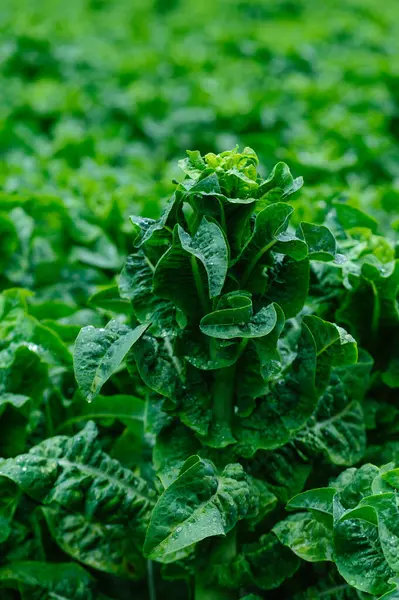 Yeşil saplı marul tarlada.