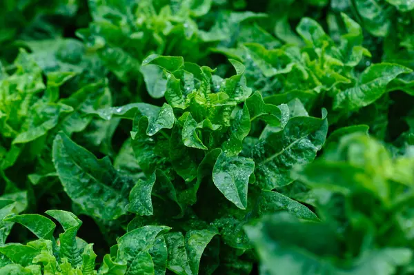 Yeşil saplı marul tarlada.