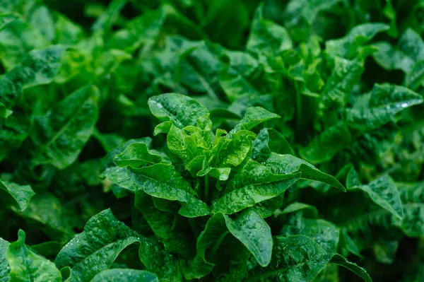 Yeşil saplı marul tarlada.