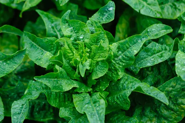 Yeşil saplı marul tarlada.