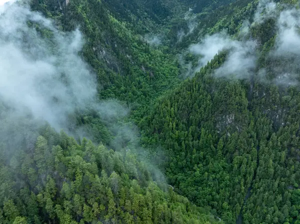 Güzel sisli orman dağ manzarası
