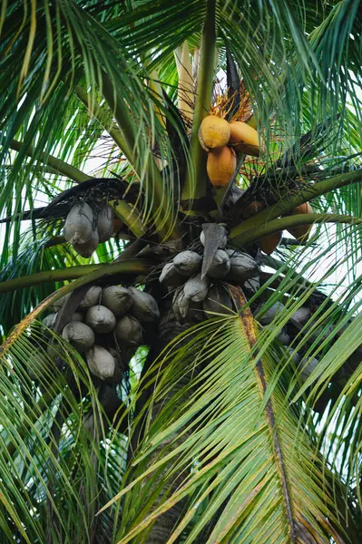 Hindistan cevizi meyve ağacı büyümeye