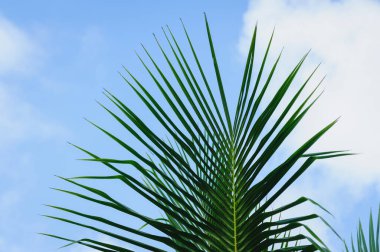 palmiye ağacı mavi gökyüzü altında bırakır