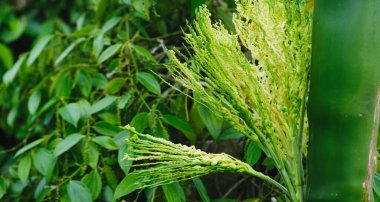 Karabiber ve fındık bahçedeki ağaçta yetişir.