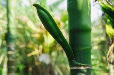 Areka palmiye çiçeği tomurcuğu ağaçta