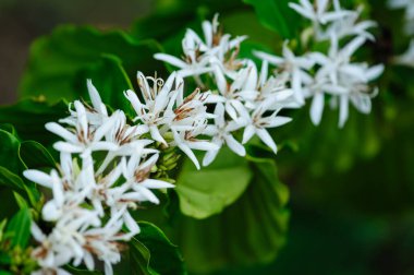 Kahve çekirdeği çiçekleri ağaçta çiçek açıyor.