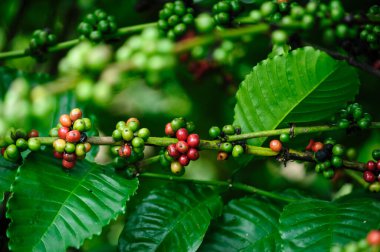 kahve çekirdekleri ağaç büyümek