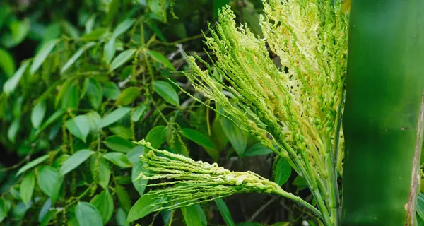 Karabiber ve fındık bahçedeki ağaçta yetişir.
