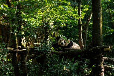 Hayvanat bahçesinde uyuyan dev bir panda.