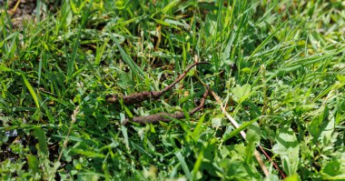 Çin 'de Çin Tırtıl Mantarı