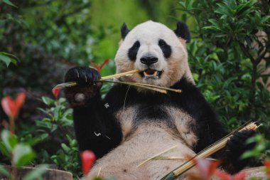 Hayvanat bahçesinde sıska bir dev panda