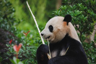 Hayvanat bahçesinde sıska bir dev panda