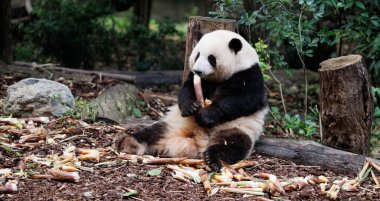 Dev panda He hua (hua hua) hayvanat bahçesinde bambu filizi yer, porselen