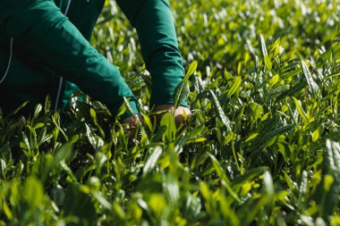 Çay çiftçisi bahar çay çiftliğinde yeşil çay tomurcuğu topluyor.