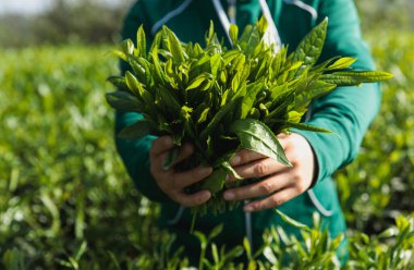 Çay çiftçisi bahar çay çiftliğinde yeşil çay tomurcuğu topluyor.